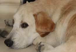 食品原料小百科：小狗會(huì)不會(huì)得關(guān)節(jié)炎？