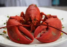 化妝品原料小百科：蝦青素的來源你知道嗎？