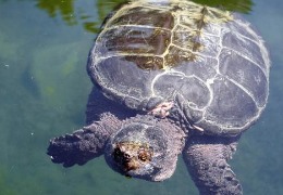 肌醇——魚、蝦飼料的能量補(bǔ)給站！