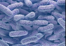 蛋氨酸家族——D-絲氨酸