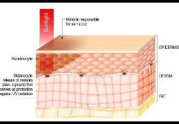 哪種膚色最容易曬黑？(上)