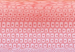 如何保護皮膚，才能使皮膚看起來健康？